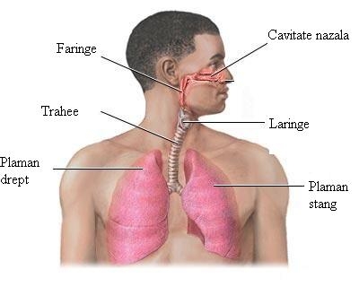 Tuse convulsiva - tratament si prevenire